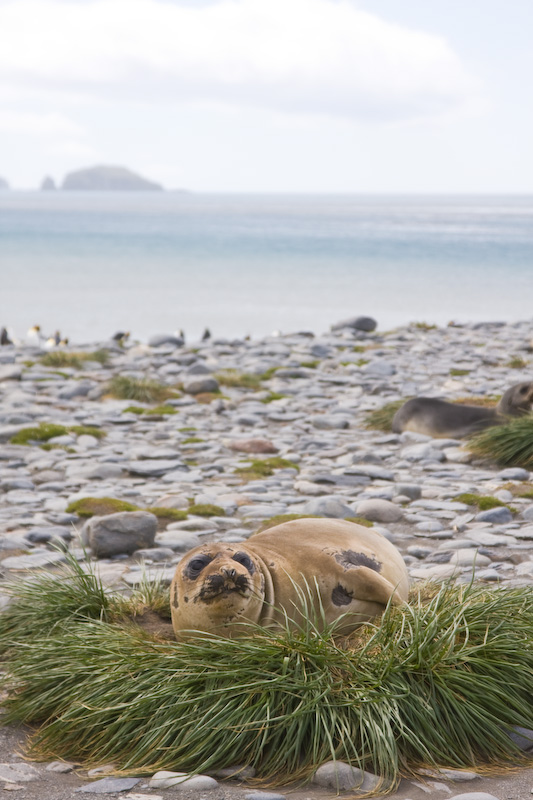 Southern Elephant Seal On Beach